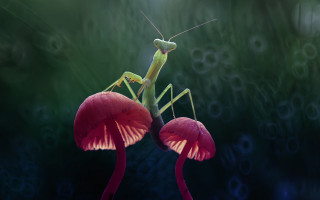 Praying mantis red flower green - a red flower free wallpaper for desktop