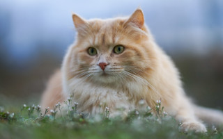 Cat green eyes grass outdoors - a blurry background of grass free wallpaper for desktop