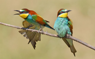 Colorful birds sitting branch wings - their beak free wallpaper