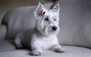 White dog couch red bow - a red collar free wallpaper for desktop
