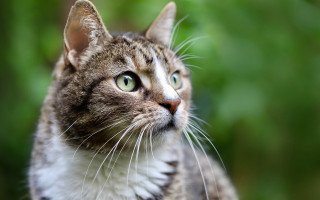 Cat white stripe green eyes - a white stripe free wallpaper