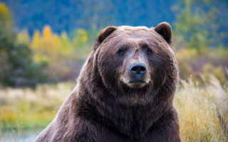 Brown bear field tall grass - a mountain in the distance free wallpaper