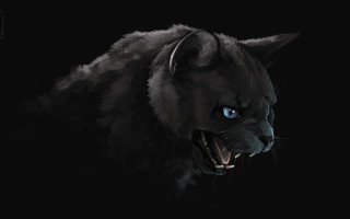 Black cat blue eyes snarling - angry free wallpaper for desktop