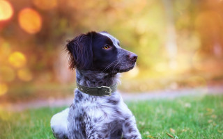 Dog grass collar bokeh outdoors - a collar free wallpaper for desktop