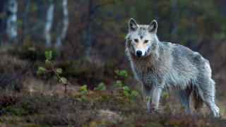 Wolf forest animal focus blurry - a wolf free wallpaper for desktop