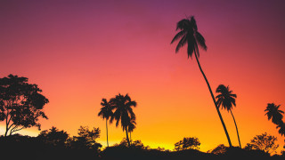 Sunset palmtrees pinksky purpleorange autumn - sky in the foreground free wallpaper