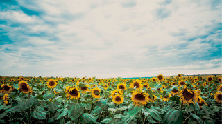 Sunflower field cloudy sky bouquet - ektachrome photograph free wallpaper for desktop