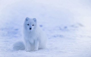 White fox snow blue eyeshadow 3 - a white fox free wallpaper