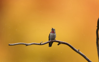 Small bird perched rain yellow - on free wallpaper