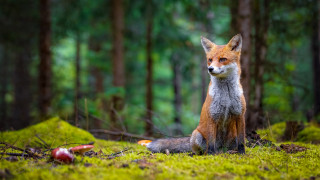 Fox grass forest apple animal - a fox free wallpaper for desktop