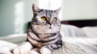 Cat serious yellow eyes photorealistic - a serious look free wallpaper