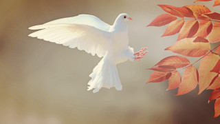 White bird flying red berry - its beak free wallpaper