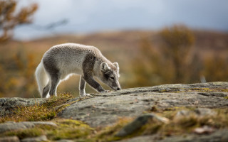 Small animal rock hillside forest - hillside next free wallpaper