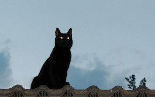 Black cat roof glowing eyes - eye free wallpaper