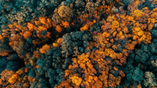 Forest autumn leaves fire pokemon - a group of trees free wallpaper for desktop