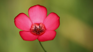 Red flower green background macro 7 - elizabeth durack free wallpaper