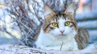 Snowy cat bush branch yellow - the snow next free wallpaper