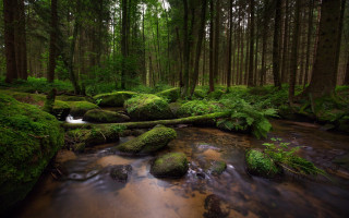Lush green forest stream mossy 3 - mossy rock and trees free wallpaper