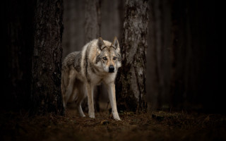 Wolf woodland tree blue eyes - the wood next free wallpaper