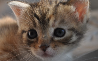 Kitten blackeye white nose macro - a white nose free wallpaper