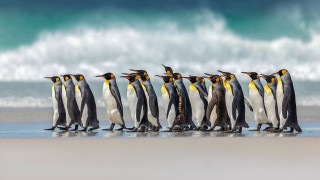 Penguins beach ocean waves art - a group of penguins free wallpaper