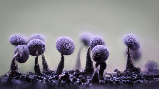 Purple mushrooms field macro funk - green background free wallpaper for desktop