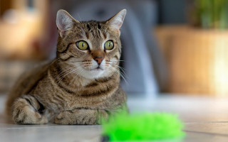 Cat green toy car plant - the floor next free wallpaper