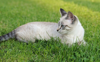 Cat laying in grass blurry - grass free wallpaper