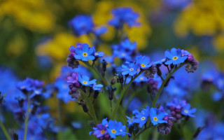 Blue flower bokeh garden macro - blue flower free wallpaper