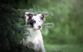 Dog peeking tree branch nature - behind a tree branch free wallpaper