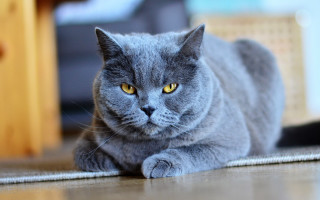 Gray cat serious eyes 3d - a serious look free wallpaper