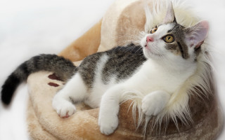 Regal rococo cat stuffed animal - a chair free wallpaper