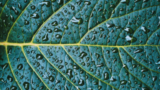 Green leaf water droplets photorealistic - leaves surface free wallpaper