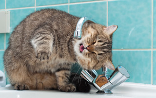Cat drinking water faucet bathroom 3 - fluxus free wallpaper