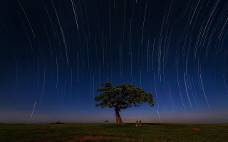 Tree star trail people night - astrophotography free wallpaper