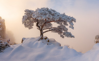 Snowy tree hill sunset lake - the cloud free wallpaper