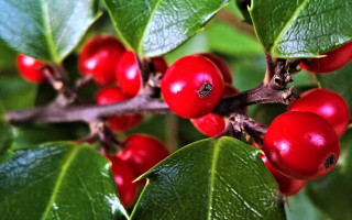 Berries leaves water droplets christmas - christopher williams free wallpaper for desktop