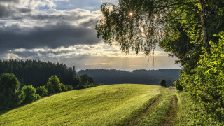 Grassy field dirt path forest - a dirt path free wallpaper