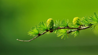 Pine branch budding green leaves - focus free wallpaper for desktop