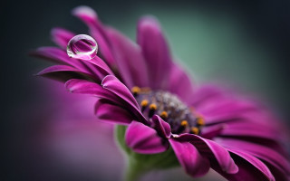 Flower waterdrop macro greenstem blurry - a water drop free wallpaper