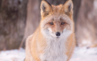 Fox snow forest furry photorealistic - a fox free wallpaper for desktop