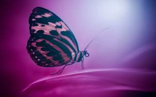 Butterfly black white wings purple - wing free wallpaper