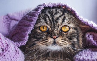 Cat yellow eyes under blanket - visible free wallpaper