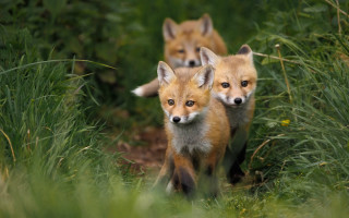 Foxes grassy wild nature blurry - two fox free wallpaper
