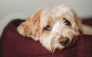 Dog couch pillow portrait christmas - his head free wallpaper