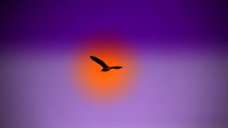 Bird flying sky purple orange - photograph free wallpaper for desktop