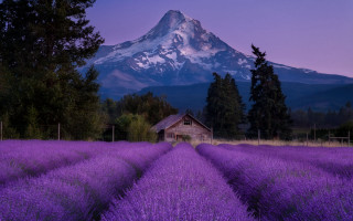 Lavender field mountain house night - a field of lavender free wallpaper