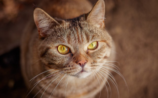 Cat yellow eyes up close - a brown chair free wallpaper