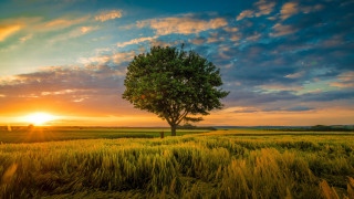 Tree sunset field clouds horizon - a tree in a field free wallpaper