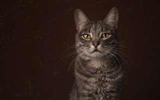 Black cat yellow eyes serious 3 - a cat free wallpaper